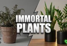 5 Best Low Light Indoor Plants That Are Hard to Kill