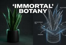 5 Low Light Indoor Plants That Dont Die